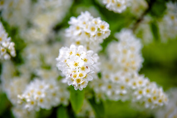Bird cherry branches in the garden in spring
