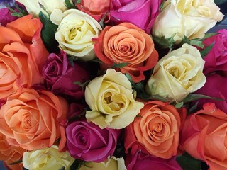 Lots of beautiful roses wallpapers. and looks bright instead of meaning love, care, encouragement and good wishes