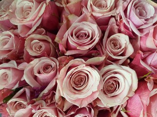 Lots of beautiful roses wallpapers. and looks bright instead of meaning love, care, encouragement and good wishes