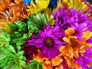 Thymophylia Tenuiloba or Daisy is a flower that has many bright colors, beautiful, popular as a home decoration.