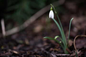 Snowdrop, first this year in the park. 