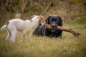 Black labrador in a green meadow with a stick in his mouth with his puppy friend with white brown spotted fur. Portrait of two dogs friends