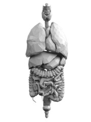 3d rendered illustration of abstract human organs