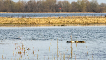 Dry grass on shore of calm lake surrounded by forest in cloudy weather. Abstract natural background.