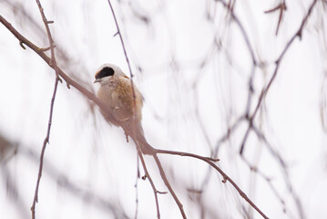 Selective focus photo. Penduline tit bird, Remiz pendulinus.