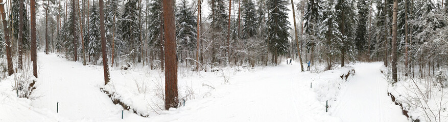 Panorama of a winter coniferous forest with a cross-country ski track and skiers climbing the mountain. Winter active sports outdoor, walking, healthy lifestyle