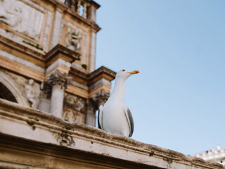 seagull in Venice Italy