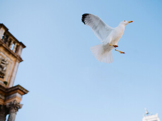 seagull in Venice Italy