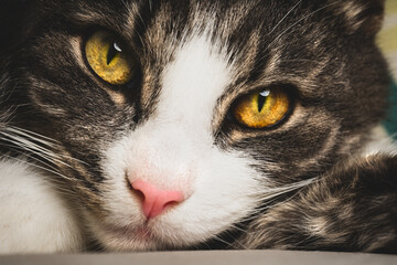 Closeup of cute tabby cat face with big green eyes and pink nose - Powered by Adobe