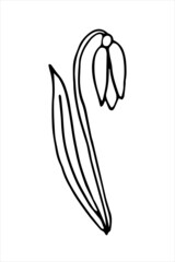 Hand-drawn linear snowdrop. Simple vector illustration of a spring flower in doodle style.	