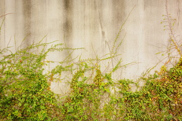 壁と植物