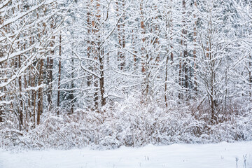 Snowy winter forest. Nature landscape with tall fir and pine trees. Picturesque view of snow capped spruces on frosty day. Photo wallpaper. Fabulous image. Beauty of earth. Cold season. Vertical card.