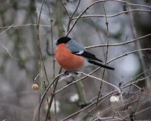 male bullfinch on a branch in winter