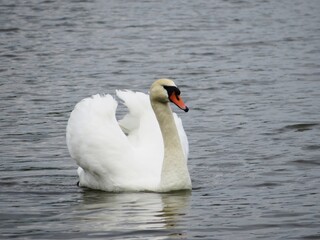 Obraz premium white swan on the lake