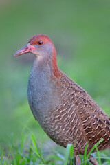 close up of slaty-breasted rail or crake (gallirallus striatus)