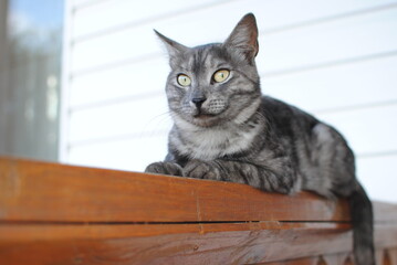 Striped cat, a cross between a breed of tabby mackerel, lies on a wooden bench against a background of white siding