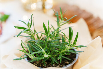 Close-up shot of a fresh homegrown rosemary.