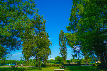 水元公園の新緑