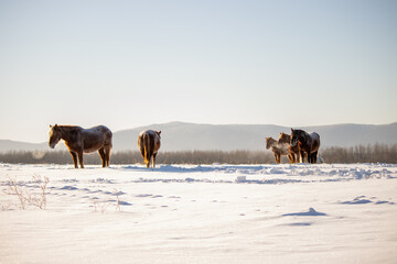 Herd of horses in a field in winter.