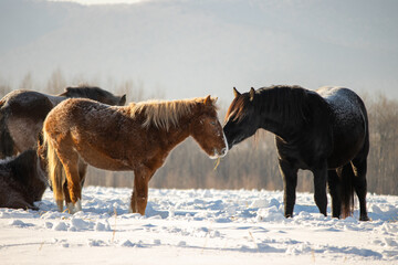 Herd of horses in a field in winter.