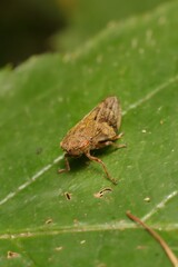 Aphrodes bicinctus on a leaf 