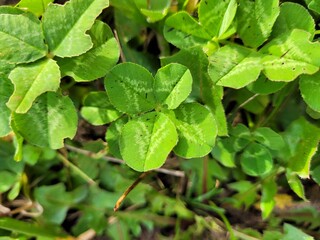 Trèfle porte-bonheur 