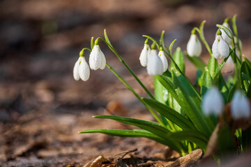 Beautifull snowdrops on dry yellow leaves bokeh background