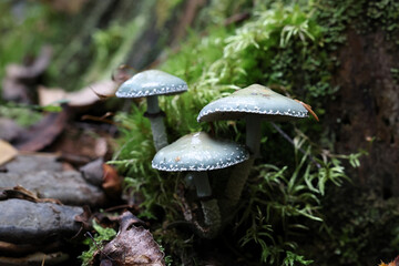 Verdigris agaric or verdigris roundhead, wild mushroom from Finland, scientific name Stropharia aeruginosa