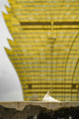 鳩とグランドリスボア（マカオ）