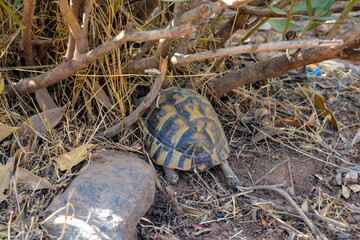Close view of a beautiful turtle