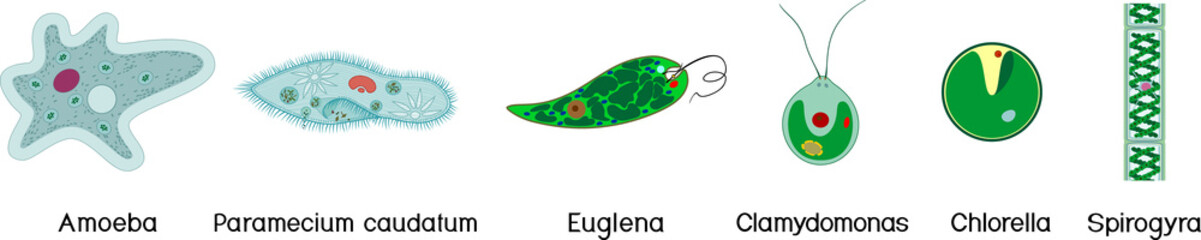 Set of microscopic unicellular organisms: protozoa (Paramecium caudatum, Amoeba proteus, Chlamydomonas, Euglena viridis) and green algae (Chlorella, Spirogyra) isolated on white background