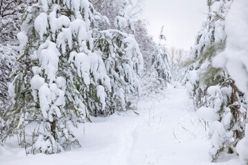 Snow-covered trees in the winter forest. Selective focus.