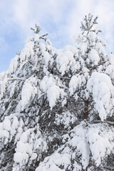 Big, snow-covered fir trees on a winter day in the forest.