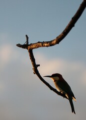 bee eater on a tree branch