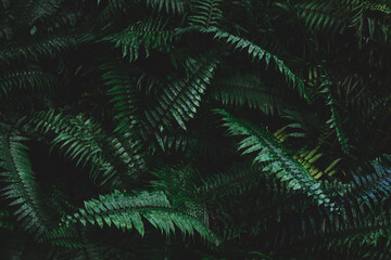 Naklejka na ściany i meble Tropical foliage green dark background