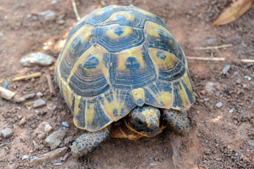 Close view of a beautiful turtle