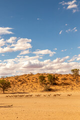 Fototapeta na wymiar Springbok herd crossing through the Kgalagadi
