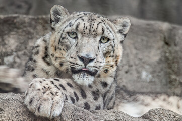 Portrait of a captive snow leopard (Panthera uncia) 