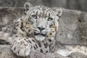 Foto op Plexiglas Portrait of a captive snow leopard (Panthera uncia)  © Dean Pennala