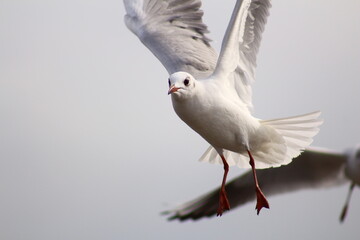 seagull in flight