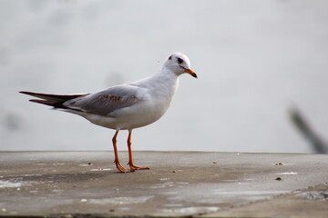 seagull on the pier