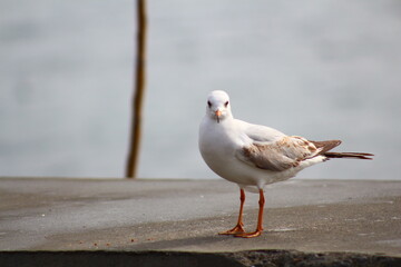 seagull on the beach