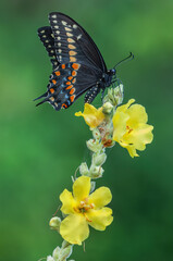 Black swallowtail (Papilio polyxenes) butterfly perched on mullein before sunrise