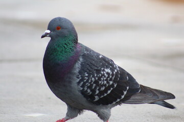 pigeon in the snow
