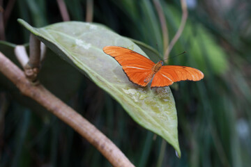 The Julia Butterflies (Dryas iulia) resting on a plant in a butterfly house