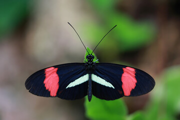 Common Postman - Heliconius melpomene rosina, colored brushfoot butterfly in a butterfly house