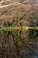 Reflection of straight tree trunks and blue sky in water