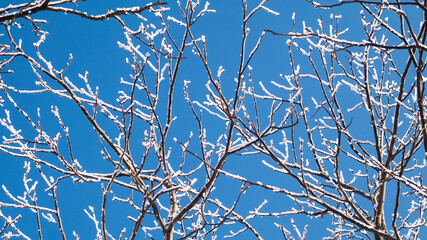 Tree branches covered with hoarfrost on blue sky background.