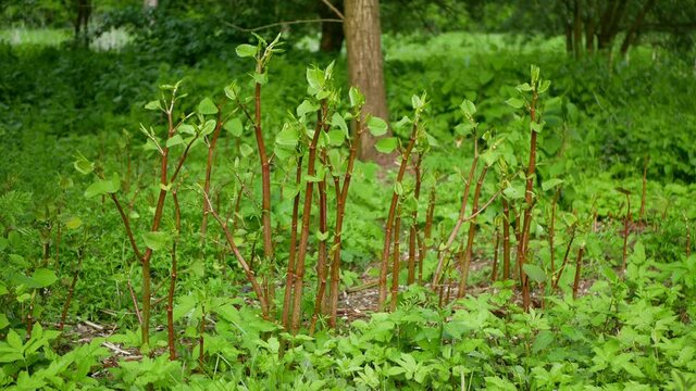 Gatecrasher flowers knotweed Japanese, invasive expansive species of dangerous plants leaf, village house path way stems leaves Asia Reynoutria Fallopia japonica intruder neophyte calamity