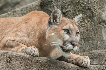 Naklejka premium Captive mountain lion portrait (Puma concolor) 